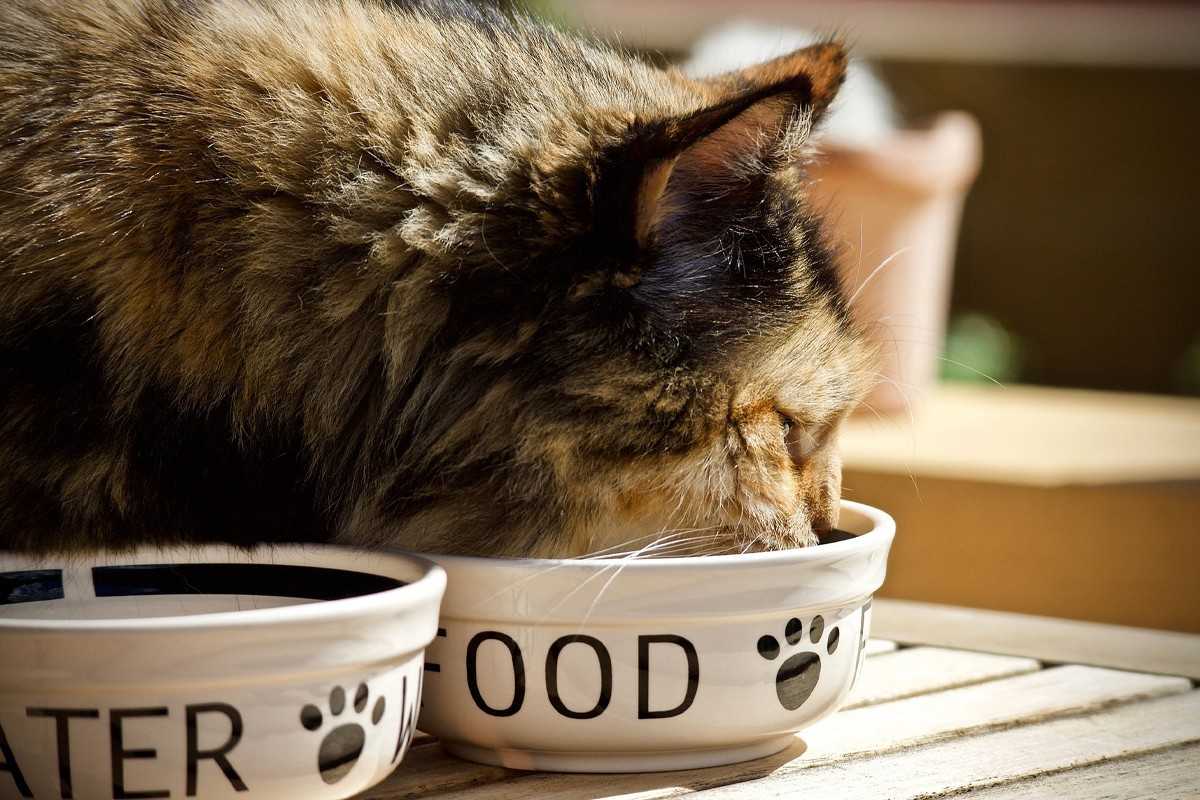cat eat food