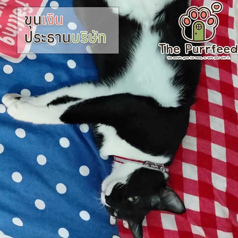 Khun Ngeong CEO of the purrfeed