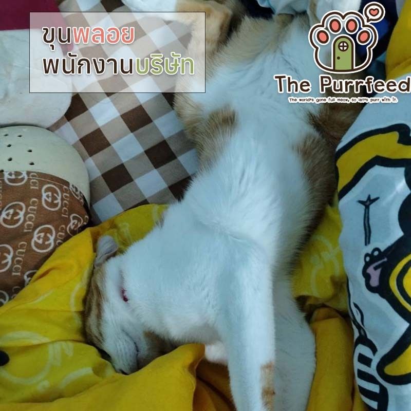 Khun ploy employee of the purrfeed