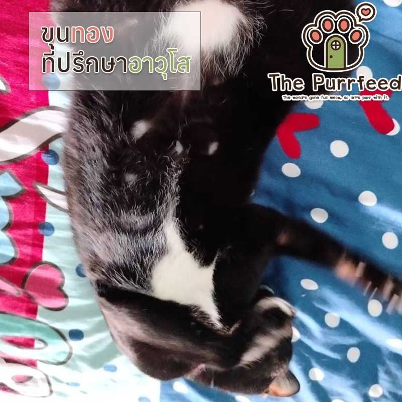 Khun Thong of The purrfeed