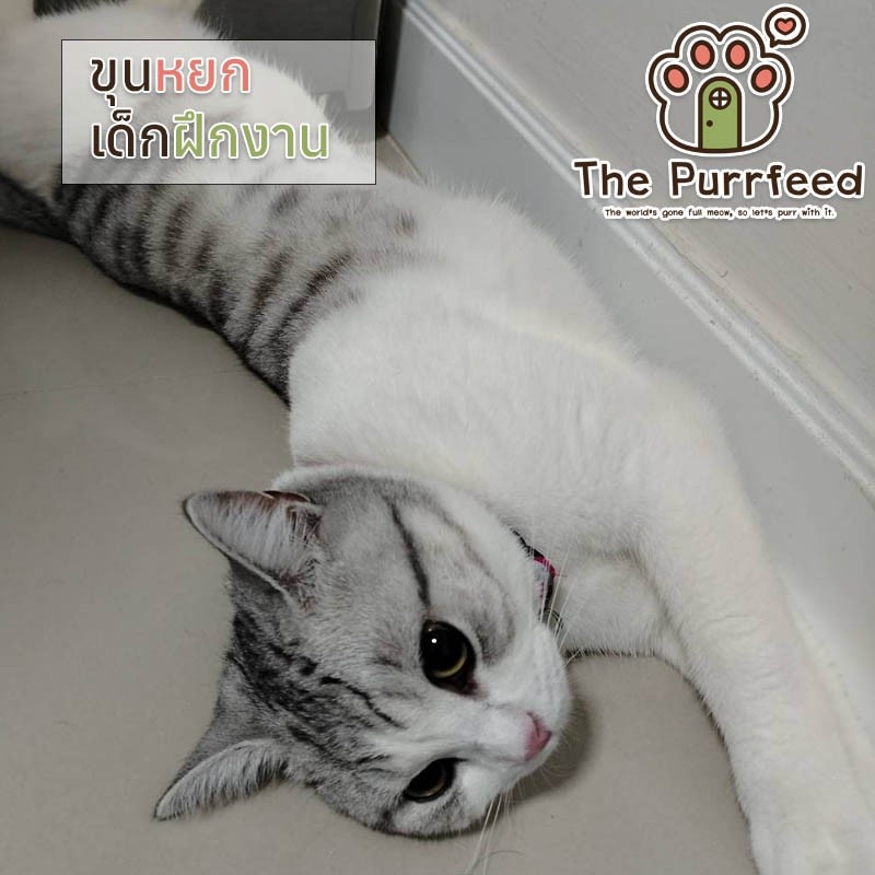Khun yok Trainee of The purrfeed